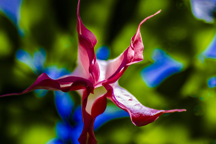 Flowers Still Life Photograph - Flower Power by Stephen Brown