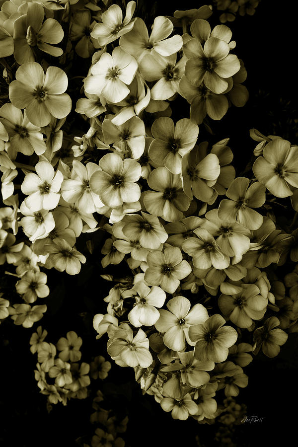 Flower Profusion in Sepia - photograph Photograph by Ann Powell