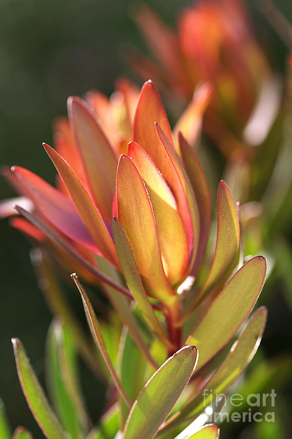 Flower-protea-bloom Photograph by Joy Watson