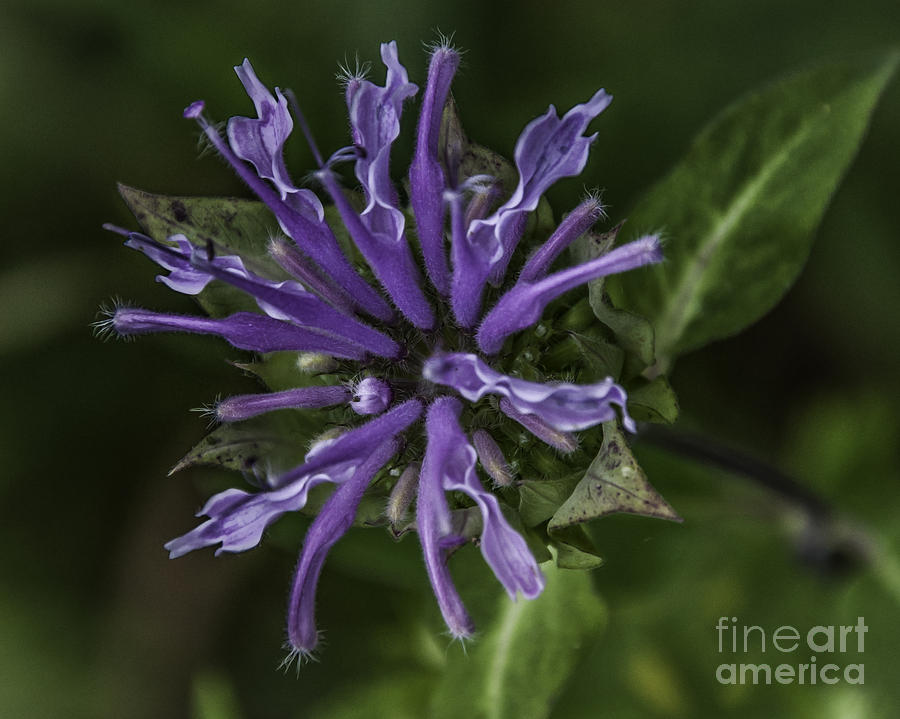 Flower Purple Photograph by Ronald Grogan