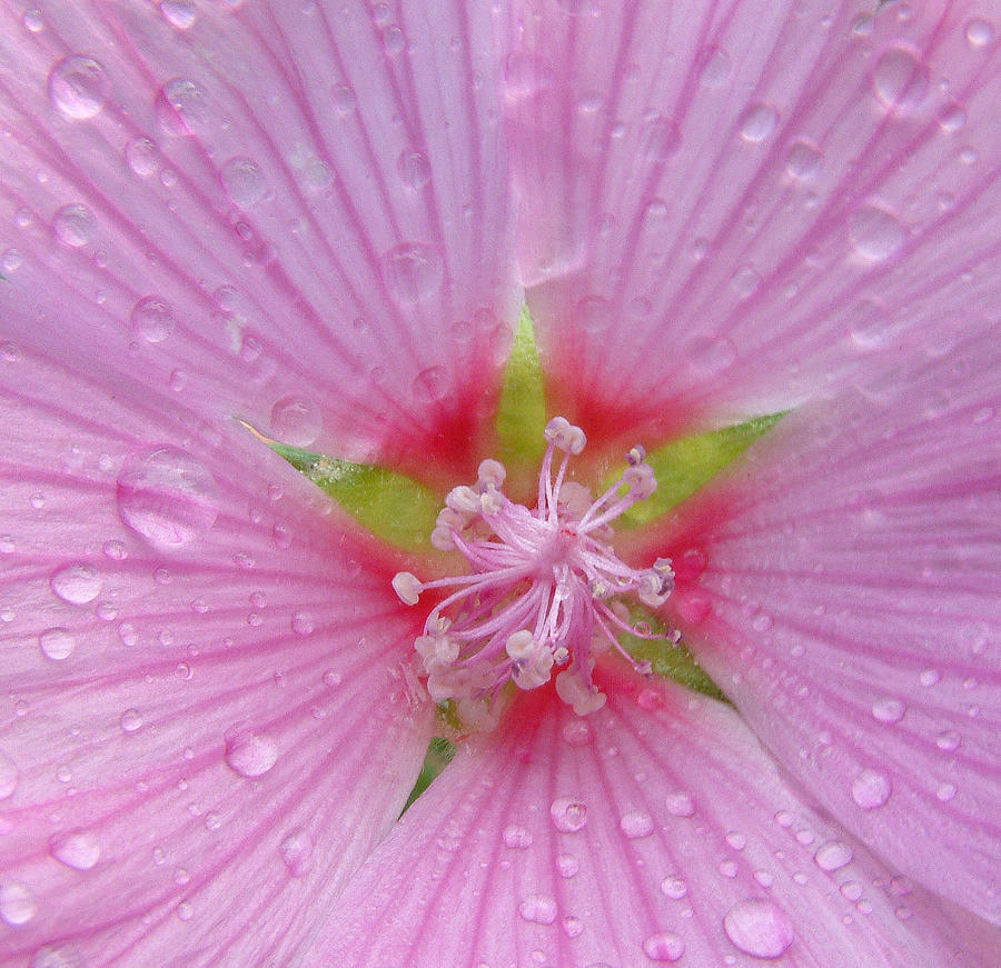 Flower Raindrops Photograph by John Topman