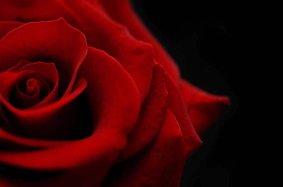 Flower, Red Rose Bud Against Black Photograph by John Shepherd