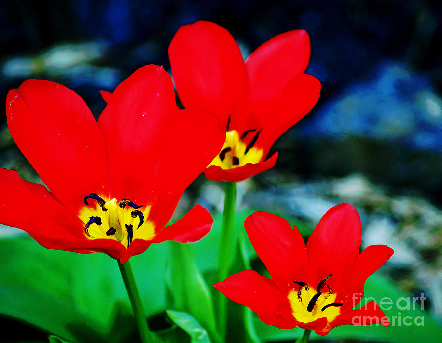 Flower - Red Tulips - Luther Fine Art Photograph by Luther Fine Art