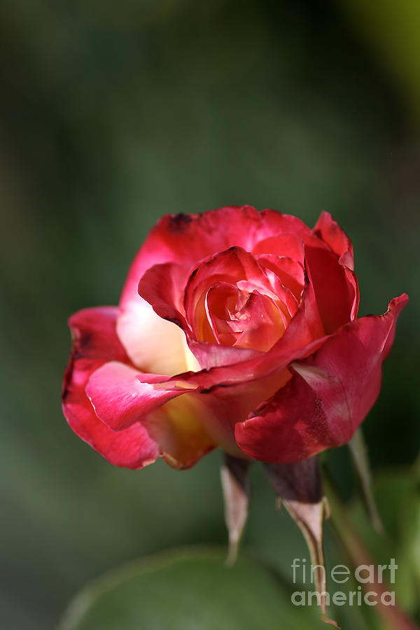 Flower-red-white-rose Photograph by Joy Watson