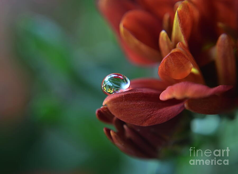 Flower Reflection Photograph by Michelle Meenawong