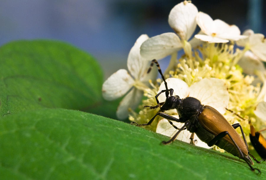 Insects Photograph - Flower Rise Over Beetle by Douglas Barnett