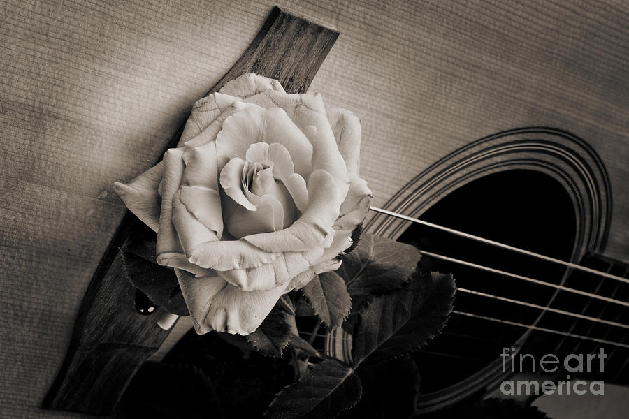 Flower Rose Bloom on Guitar in Sepia 3263.01 Photograph by M K Miller