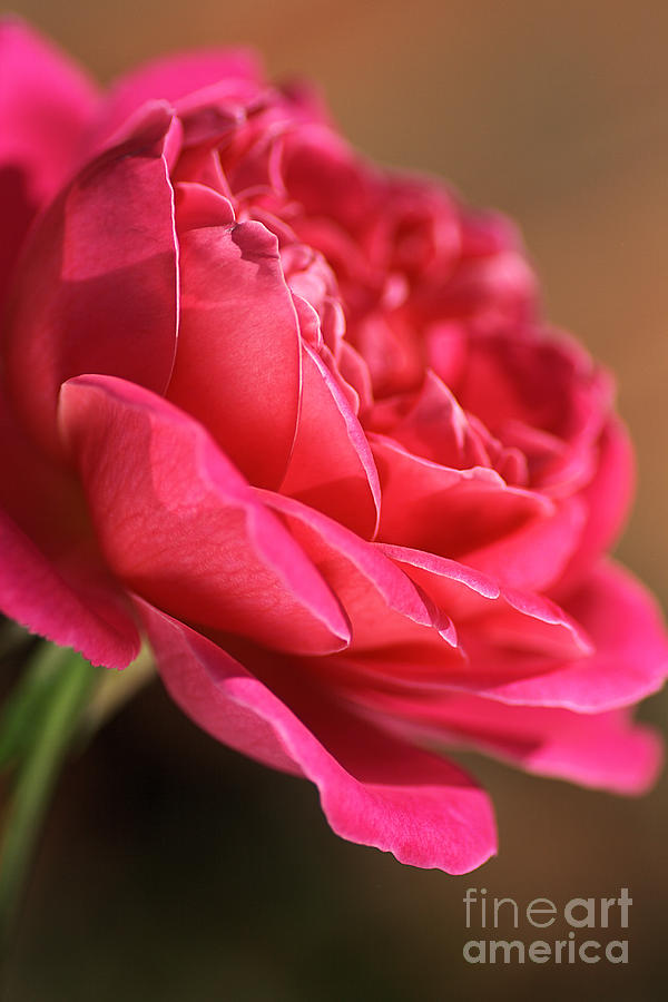 Flower-rose-hot Pink Photograph by Joy Watson