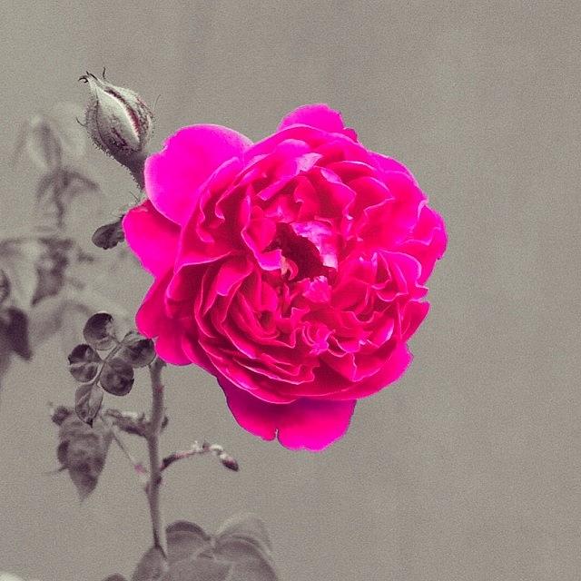 Flowers Still Life Photograph - #flower #rose #maldives #huraa by Jumana Abbas