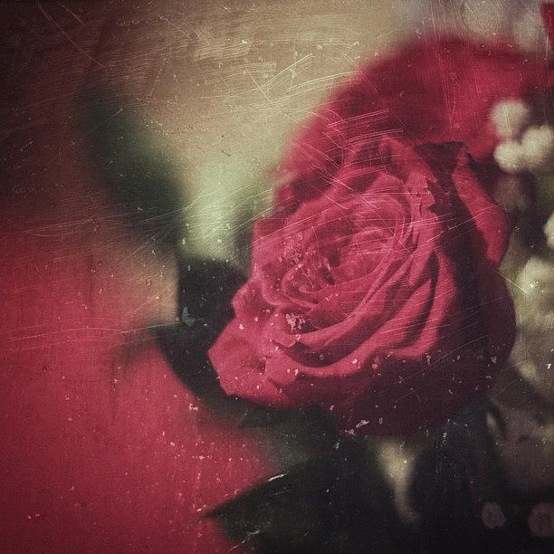Flowers Still Life Photograph - #flower #rose #red #canont1i by Jesse Vargas