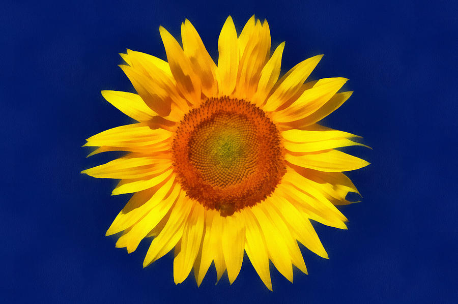 A Sunflower Digital Art by Roy Pedersen