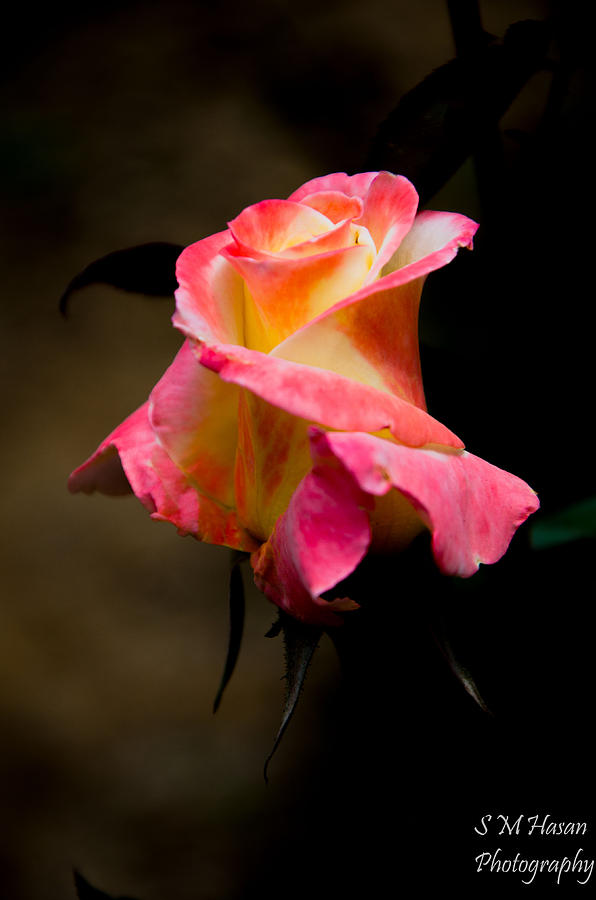 Flower Photograph by S M Hasan Flower Photograph by S M Hasan