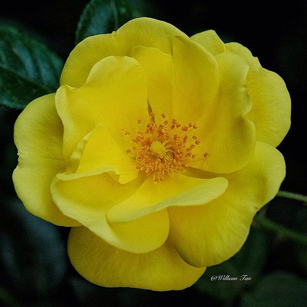 Flower Series Yellow Rose #macrostation Photograph by William Tan