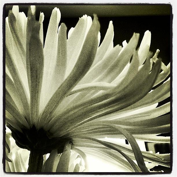 Flowers Still Life Photograph - #flower #shadows #instagram by Greta Olivas