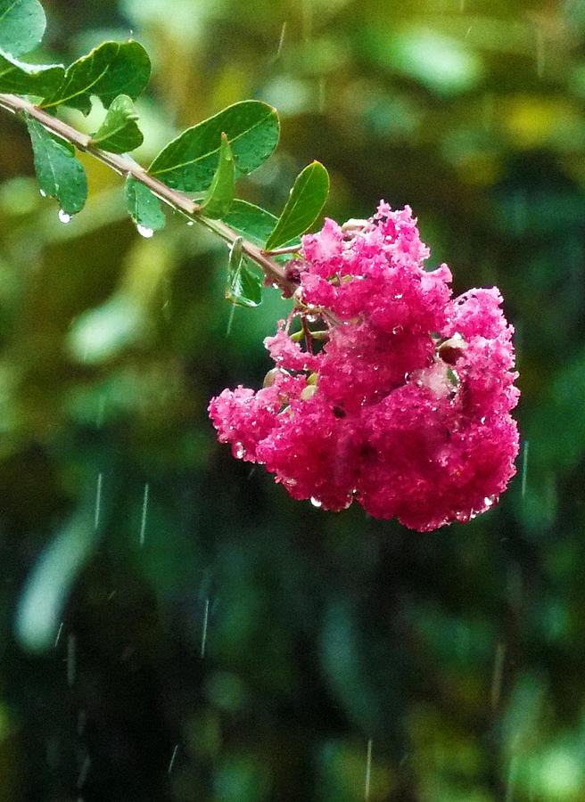 Flower Shower Photograph by Dawn Gagnon