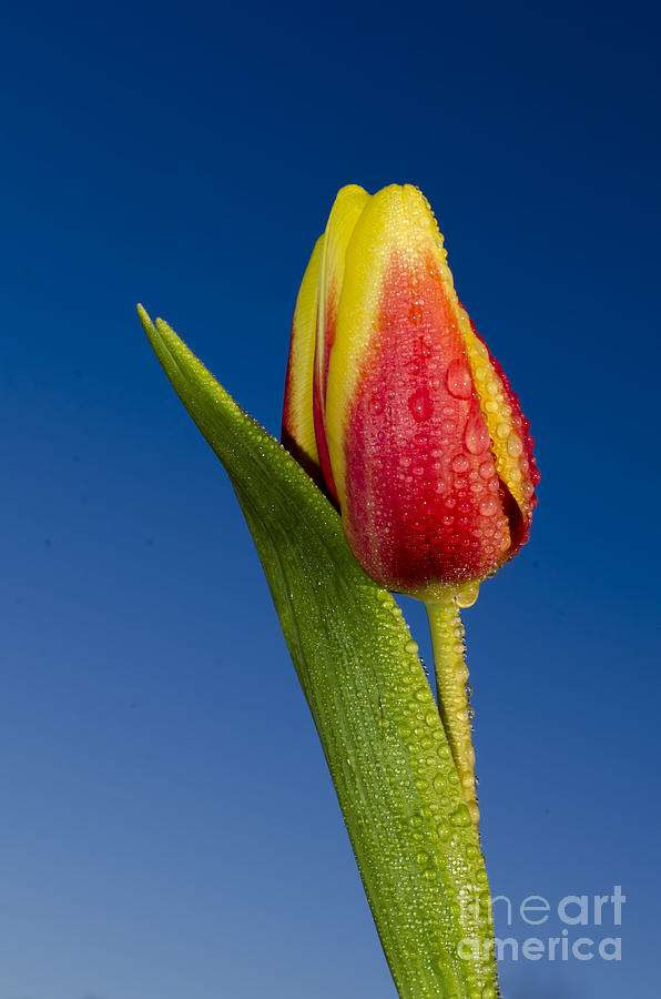 Tulip Photograph - Flower shower by Steev Stamford