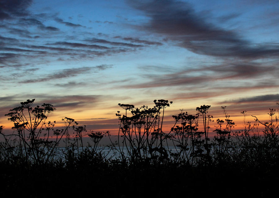 Flower silhouette at sunset Digital Art by Matt Keys - Pixels