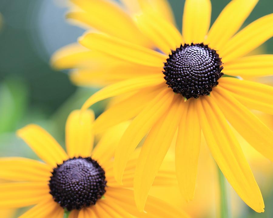 Two Black Eyed Susans Photograph by Angela Murdock