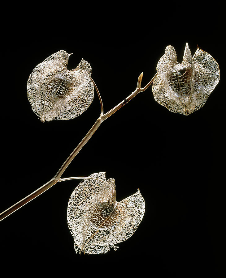Nature Photograph - Flower Skeleton Of Chinese Lantern by Adam Hart-davis/science Photo Library