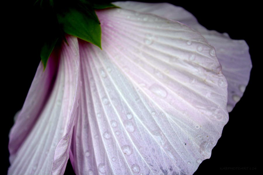 Flower Skirt With Rain Drops Photograph by Kathy Barney