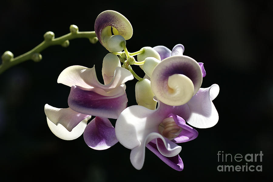 Nature Photograph - Flower-snail Flower by Joy Watson