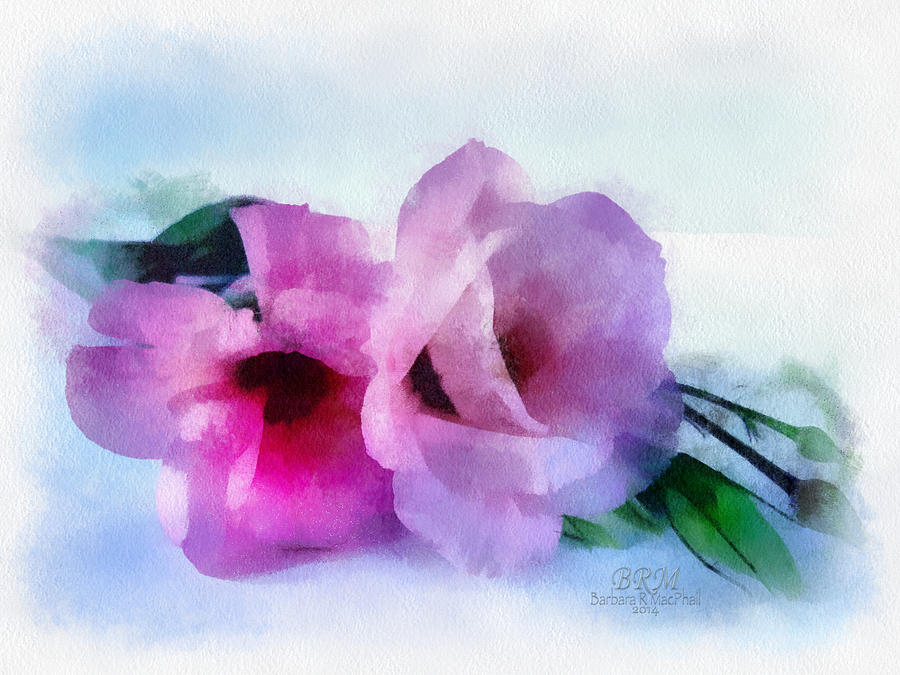 Flower Softly Photograph by Barbara R MacPhail