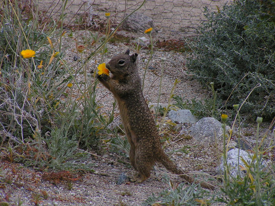 Flower Squirrel Photograph by Apryl Le - Fine Art America