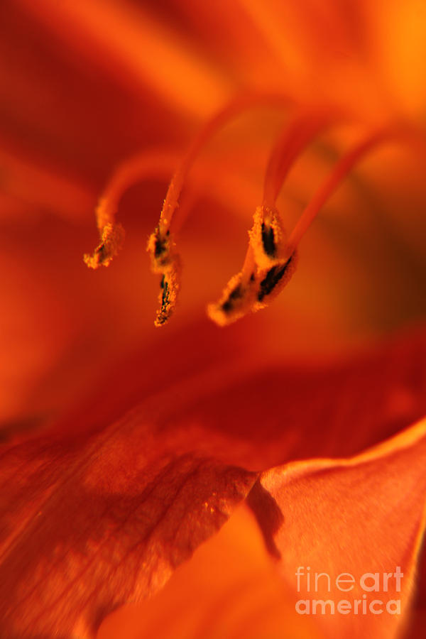 Lily Photograph - Flower stamens by Lali Kacharava