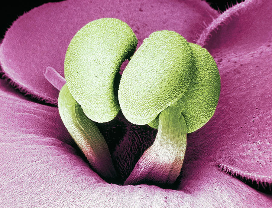 Flower Stamens Of An African Violet Photograph by Science Pictures Limited/science Photo Library