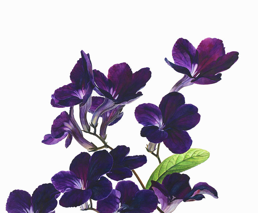 Flower Stems Of Purple Streptocarpus Photograph by Ikon Ikon Images