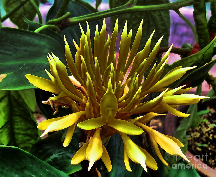 Flower - Sultry Dahlia - Luther Fine Art Photograph by Luther Fine Art