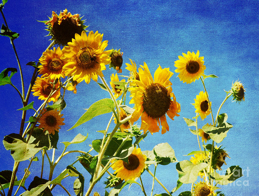 Sunflower Photograph - Flower -Sunflower Surprise by Luther Fine Art