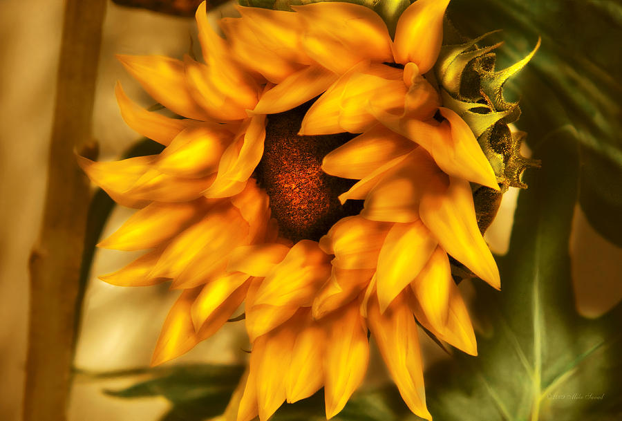 Flower - Sunflower - The Sunflower Photograph by Mike Savad
