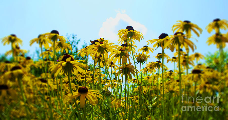 Flower - Sunflower Worshipers - Luther Fine Art Photograph by Luther Fine Art