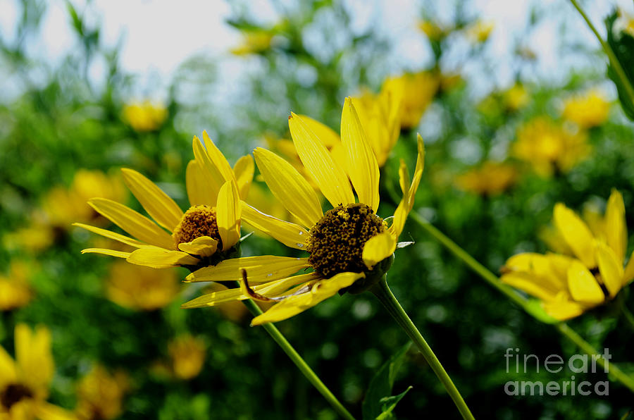  Sunning Sunflowers - Luther Fine Art Photograph by Luther Fine Art