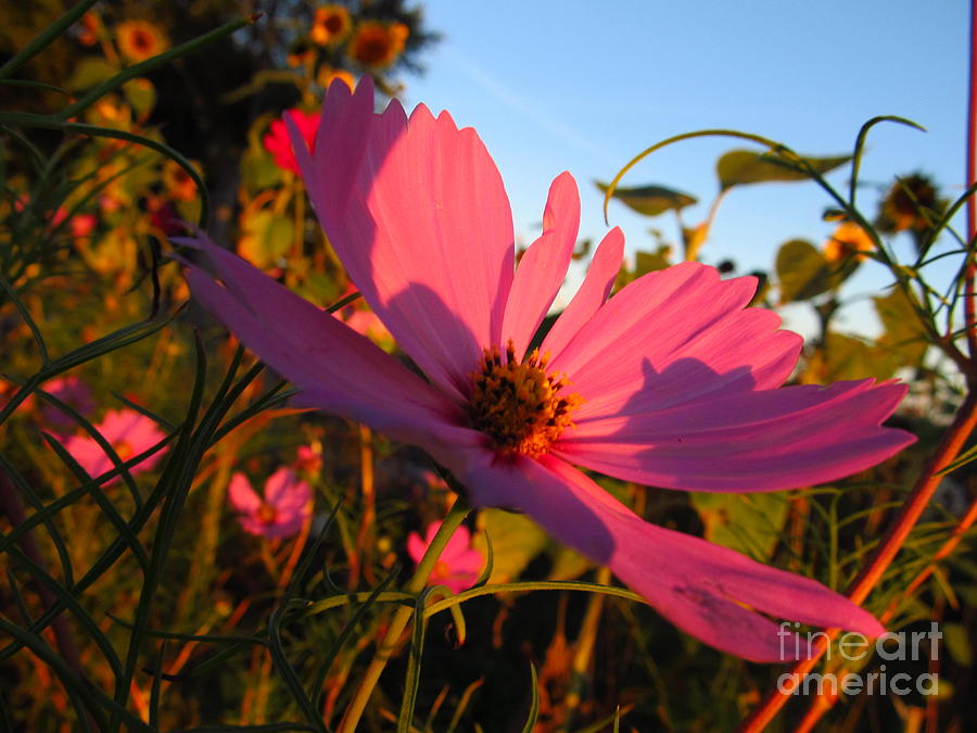 Flower Sunrise Photograph