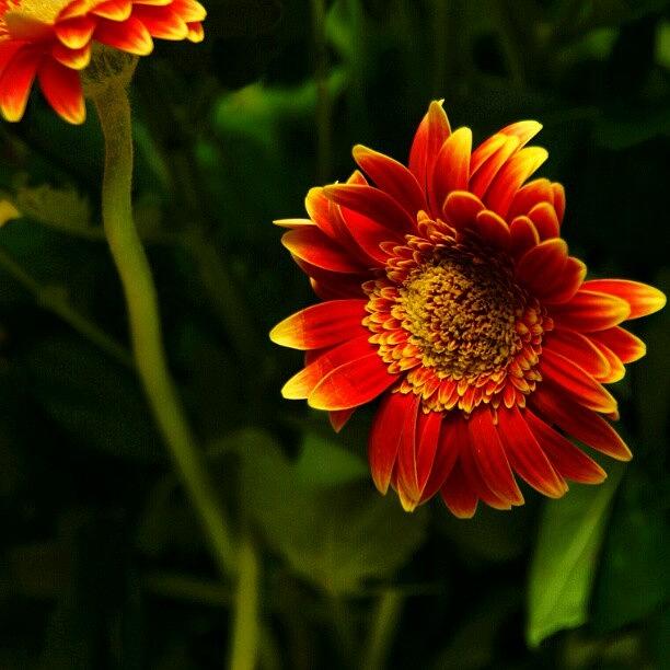 Summer Photograph - Flower #tagstagram #hotshotz #flower by Vaivoda Vlad