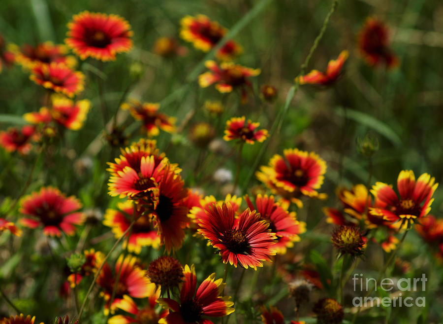 Texas Indian Blanket -  Luther Fine Art Photograph by Luther Fine Art