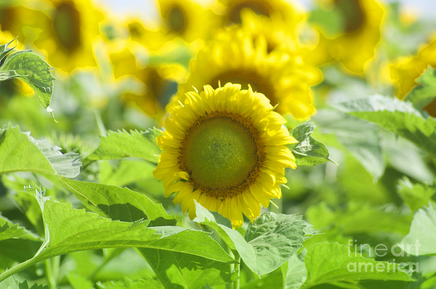Sunflower Photograph - Flower - Texas Sunflower Field 1 - Luther Fine Art by Luther Fine Art