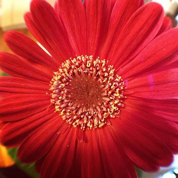 Flowers Still Life Photograph - #flower #tinyshutter #lenswipe by Roger Pereira
