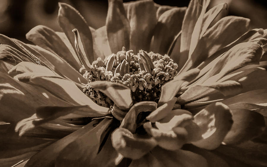 Flower Toned Photograph by Ray Congrove
