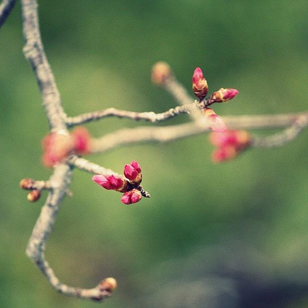 Flowers Still Life Photograph - #flower #tree Blossom #pink #pretty by Ali Brauda
