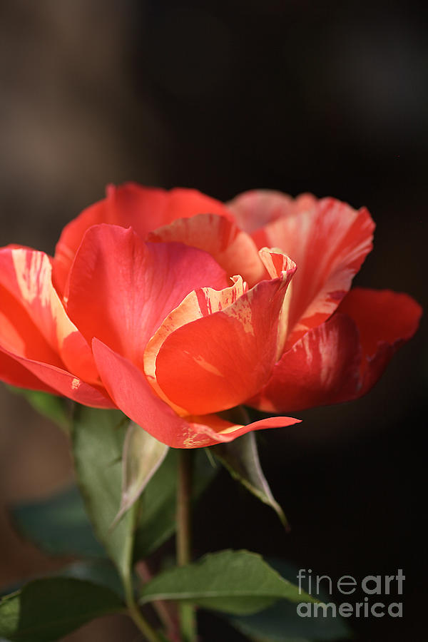 Flower-tri Toned-rose Photograph by Joy Watson