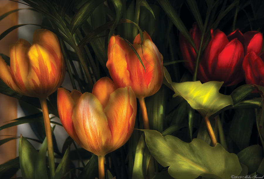 Flower - Tulip -  Orange Irene and Red  Photograph by Mike Savad