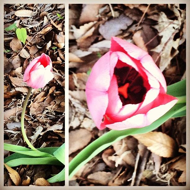 Spring Photograph - #flower #tulip #pink #loneranger by Samantha Rash