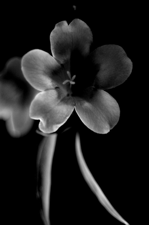 Flower Two Black and White Photograph by Joshua Ward - Fine Art America