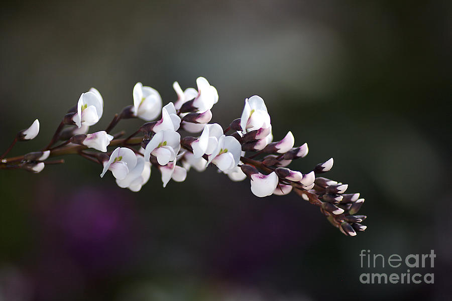Nature Photograph - Flower White Coral Pea by Joy Watson