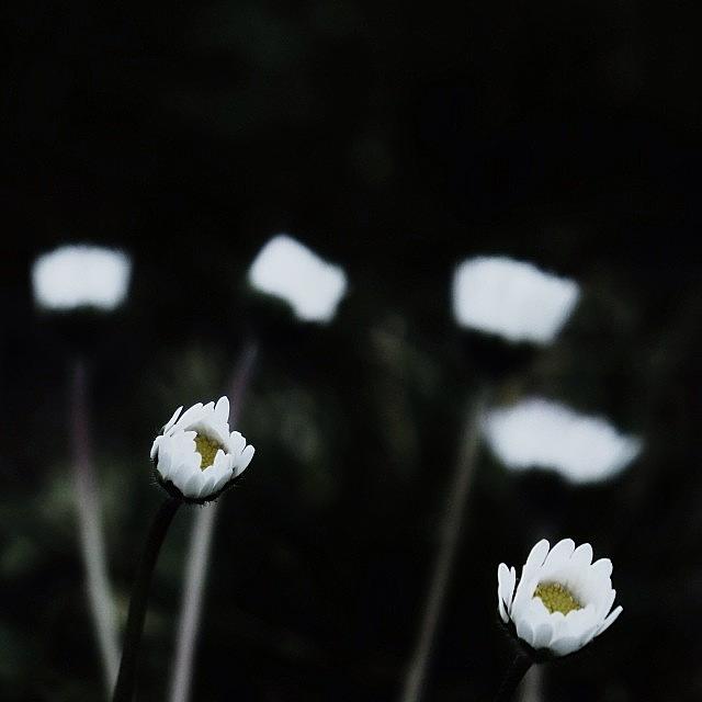Winter Photograph - Flower #winter #cold #white #b&w by Sasha Dejbakhsh