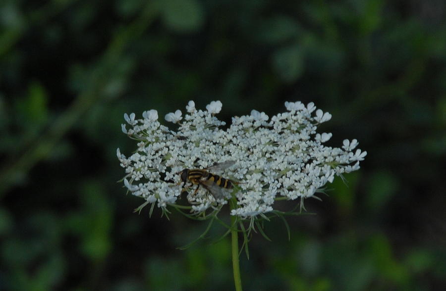 Flower with Bee Photograph by Deborah Coe - Fine Art America