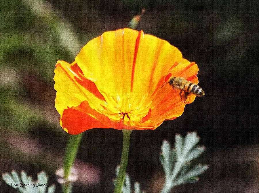 Flower With Honey Bee Photograph by Tom Janca